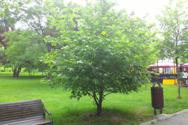 ASUS Zenfone 2 ZE551ML - Mostre Foto (ziua)