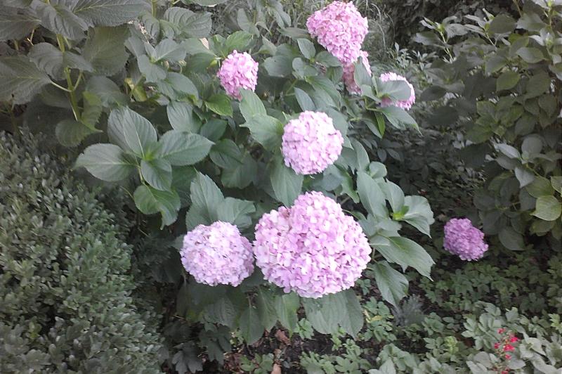 LG Optimus 3D P920 - Mostre Foto (ziua): LG-Optimus-3D-Mostre-foto-ziua_022.jpg