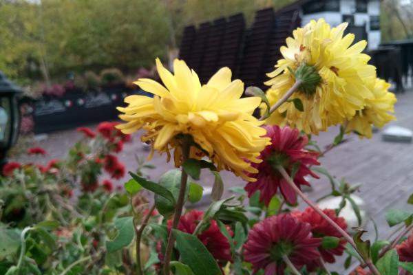 Allview X4 Soul Infinity N - Mostre Foto (ziua)