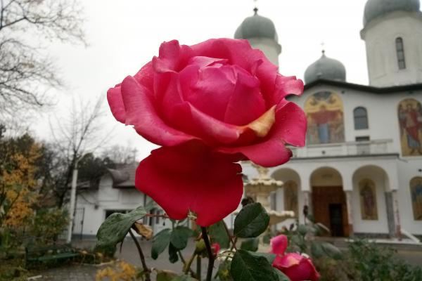 Allview X4 Soul Vision - Mostre Foto (ziua)