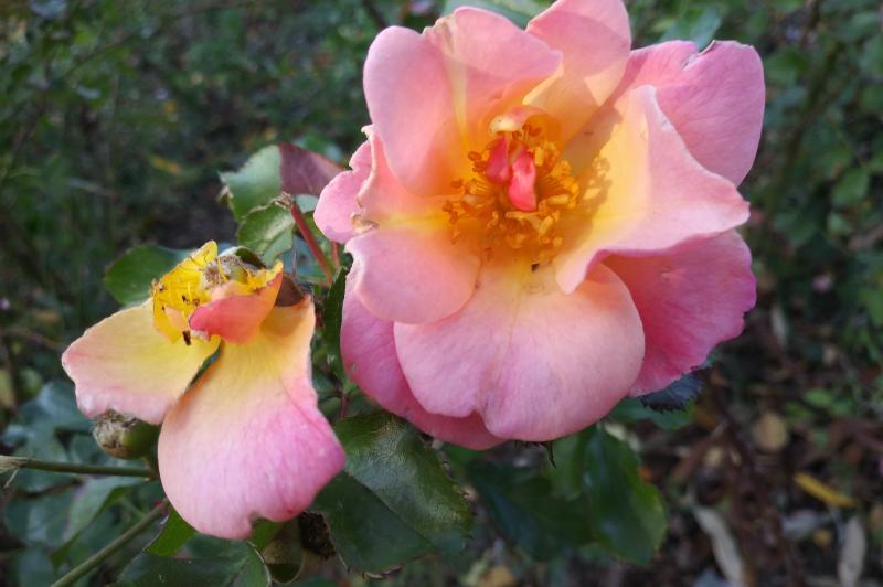 LG Q6 - Mostre Foto (ziua): 20171025_160611.jpg