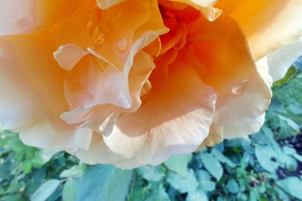 Nubia Focus Pro - Mostre macro