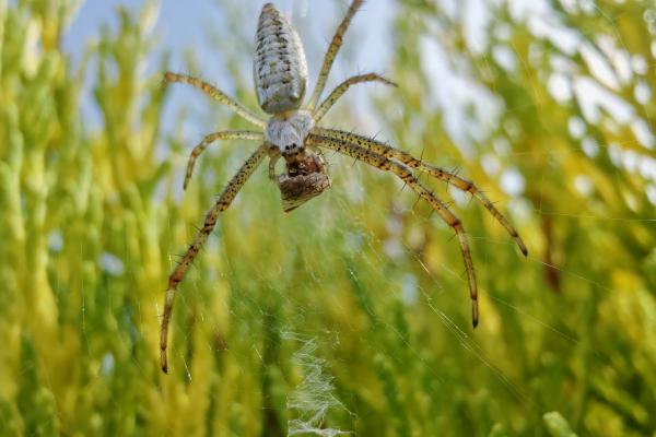 HONOR 200 Pro - Clouse-up
