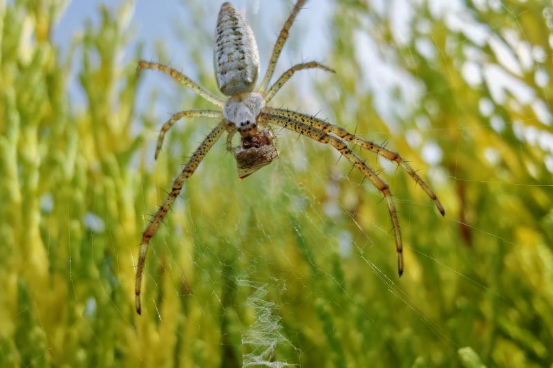 HONOR 200 Pro - Clouse-up: IMG_20240626_094357.jpg