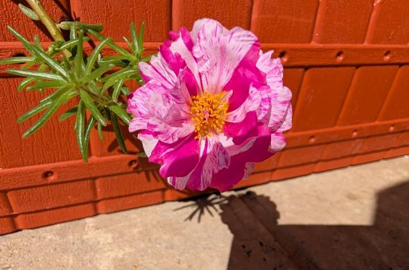 Google Pixel 10 Pro XL - Mostre foto (macro): PXL_20250824_125334441.jpg