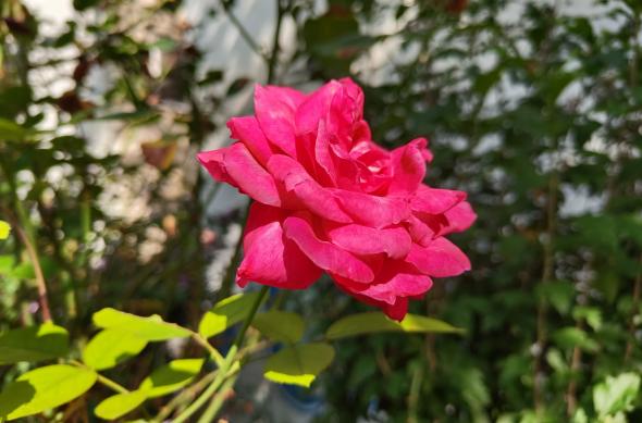 Nothing Phone (2) - Mostre culori: Nothing-Phone-2-Mostre-culori_001.jpg