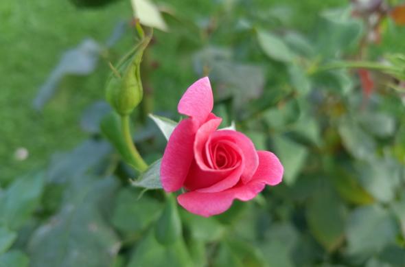 Nothing Phone (2) - Mostre bokeh: Nothing-Phone-2-Mostre-Bokeh_013.jpg