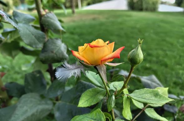 Nothing Phone (2) - Mostre bokeh: Nothing-Phone-2-Mostre-Bokeh_010.jpg