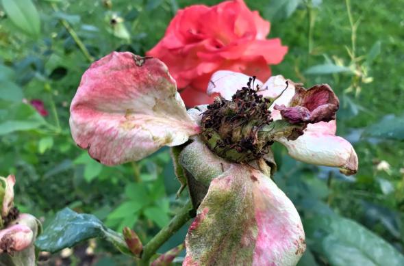 Nothing Phone (2) - Mostre macro: Nothing-Phone-2-Mostre-Macro_004.jpg