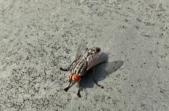 Nothing Phone (2) - Mostre macro: Nothing-Phone-2-Mostre-Macro_006.jpg