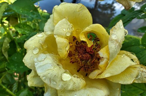 Nothing Phone (2) - Mostre macro: Nothing-Phone-2-Mostre-Macro_009.jpg