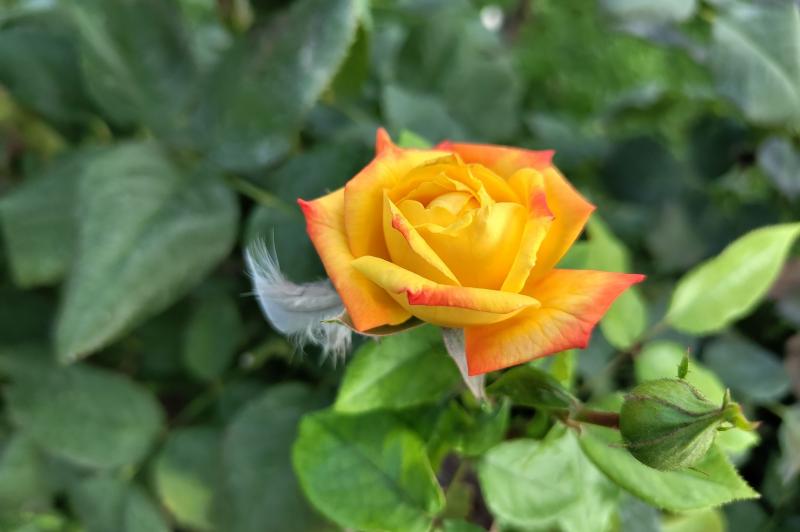 Nothing Phone (2) - Mostre bokeh: Nothing-Phone-2-Mostre-Bokeh_011.jpg