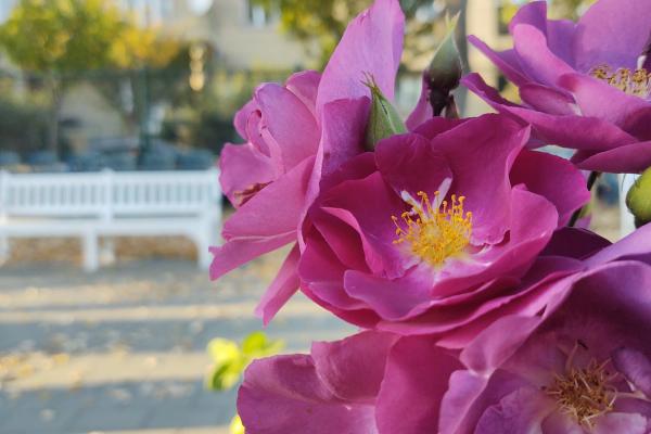 Motorola One Zoom - Mostre Foto (ziua)