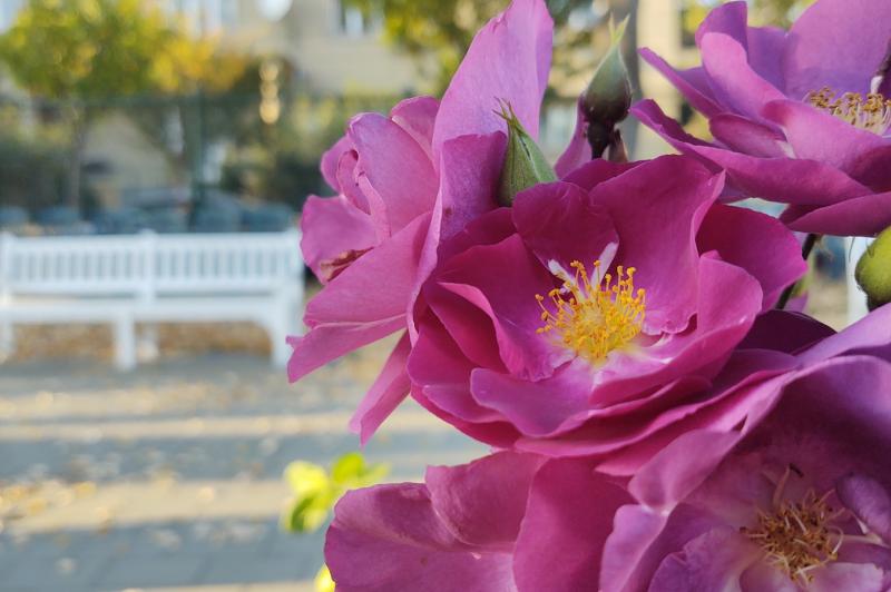 Motorola One Zoom - Mostre Foto (ziua): IMG_20191022_171036669.jpg