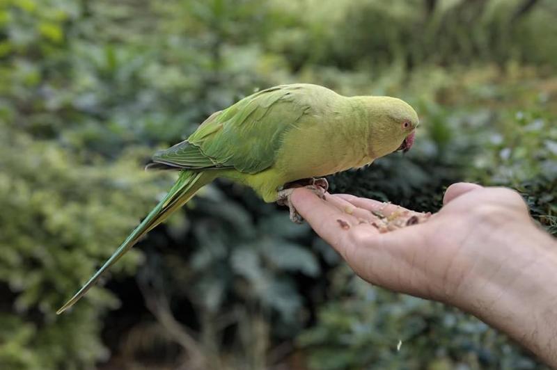 Leak mostre foto Google Pixel 3 XL: Leak-Mostre-Foto-Pixel-3-XL_002.jpg