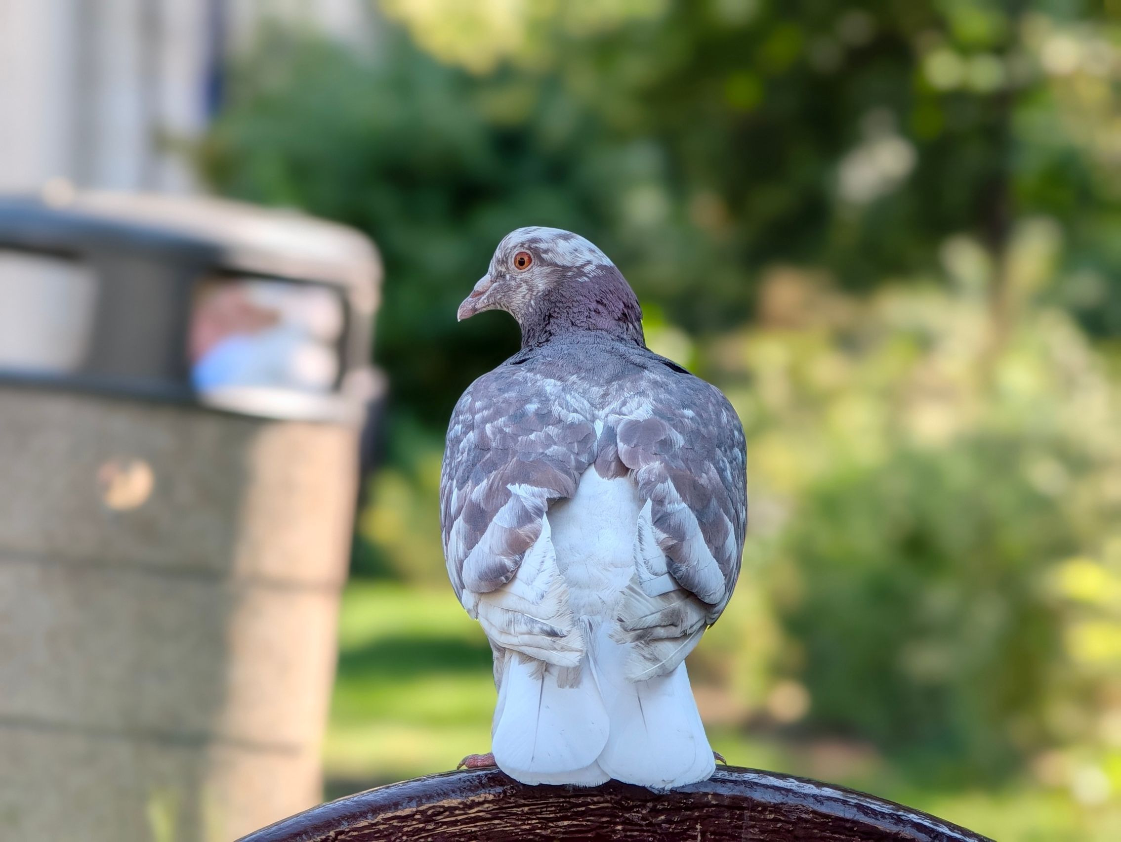 Google Pixel 11 Pro XL - Mostre Foto (bokeh) (galerie)