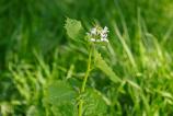 Mostre-bokeh_ (10).jpg