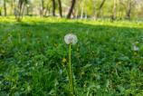 Mostre-bokeh_ (15).jpg
