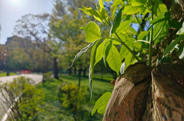 OPPO Find X9 Ultra - Mostre foto (ziua): Mostre-zi_ (23).jpg