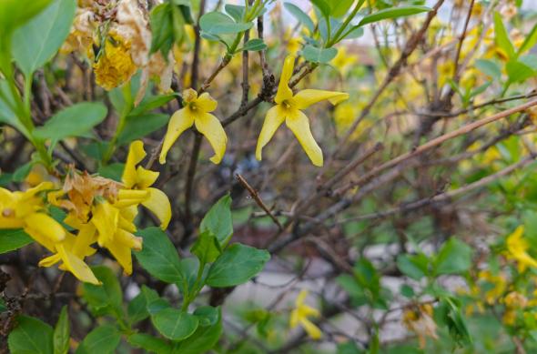 OPPO Find X9 Ultra - Mostre foto (ziua): Mostre-zi_ (45).jpg