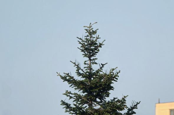 OPPO Find X9 Ultra - Mostre Foto (zoom): IMG20260415171405.jpg