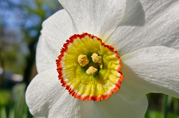 OPPO Find X9 Ultra - Mostre foto (macro): Mostre-macro_ (13).jpg