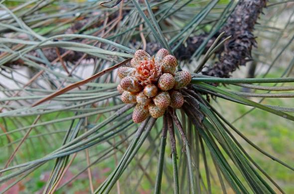 OPPO Find X9 Ultra - Mostre foto (macro): Mostre-macro_ (17).jpg