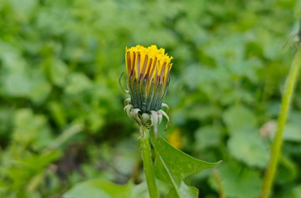 OPPO Find X9 Ultra - Mostre Foto (bokeh): Mostre-bokeh_ (9).jpg