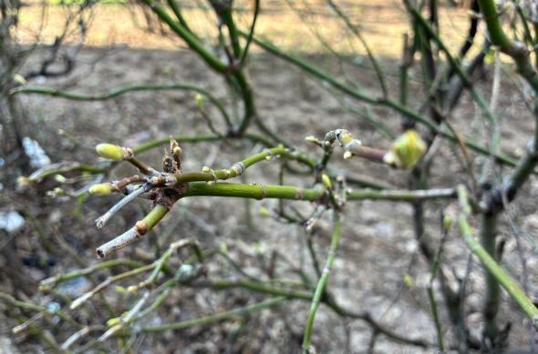 Apple iPhone 17e - Mostre closeup, bokeh: Mostre-closeup-bokeh_ (1).jpg