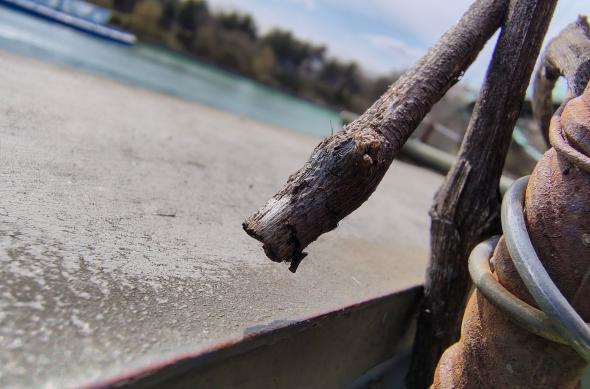 Motorola edge 70 Fusion - Mostre macro: Macro_ (6).jpg