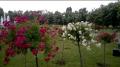 Microsoft Lumia 640 XL LTE video sample IV. - Mobilissimo.ro