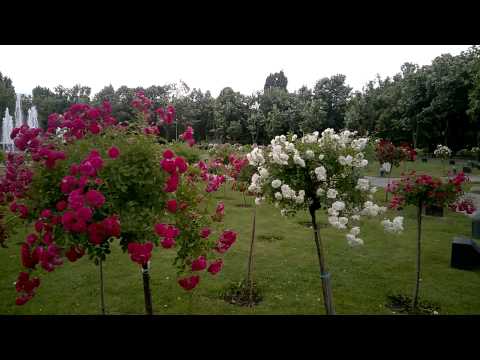 Microsoft Lumia 640 XL LTE video sample IV. - Mobilissimo.ro