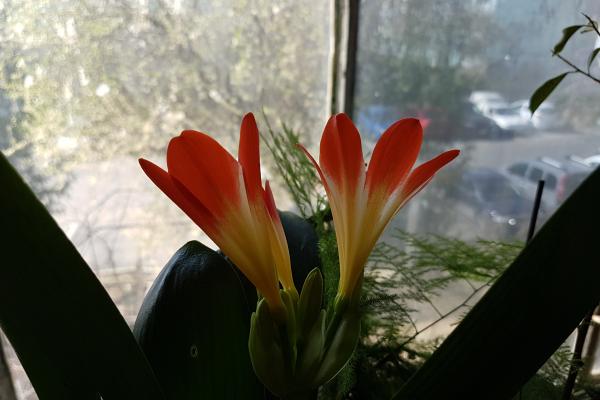 Samsung Galaxy S7 Edge - Mostre Foto (ziua)