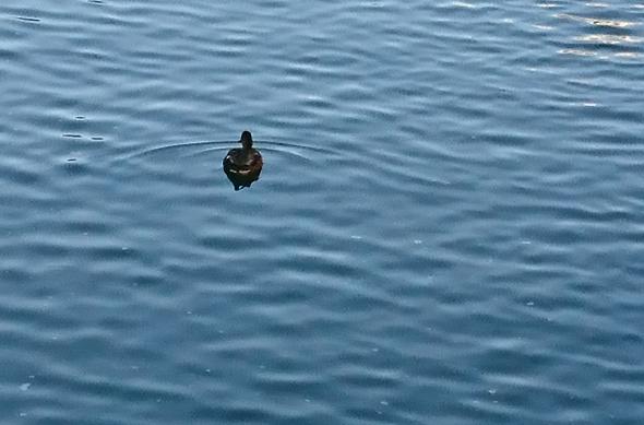 Sony Xperia XZ - Mostre Foto (ziua): DSC_0191.JPG