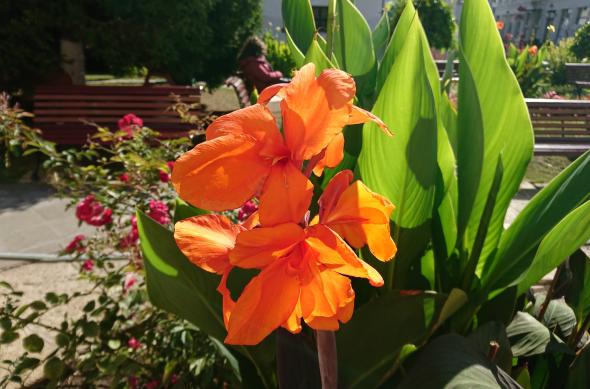 Sony Xperia XZ - Mostre Foto (ziua): DSC_0234.JPG