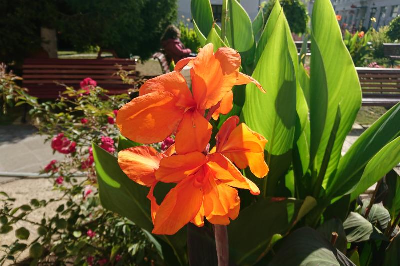 Sony Xperia XZ - Mostre Foto (ziua): DSC_0234.JPG