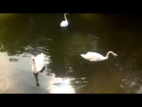 Nokia N1 video sample II. - Mobilissimo.ro