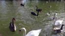 iPhone 5 video sample II. - Mobilissimo.ro HD