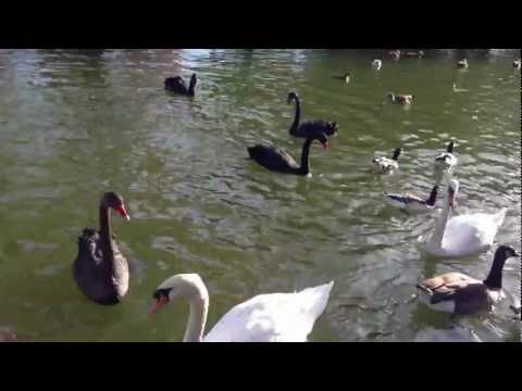iPhone 5 video sample II. - Mobilissimo.ro HD