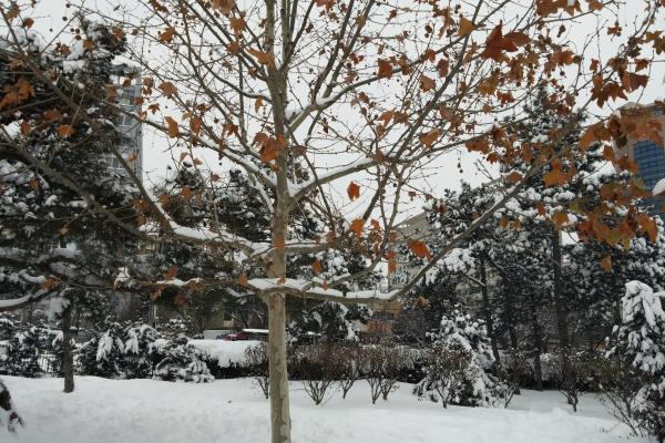 LG G Flex - Mostre Foto (ziua)