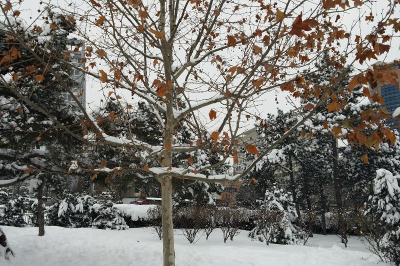 LG G Flex - Mostre Foto (ziua): LG-G-Flex-Mostre-foto-ziua_027.jpg