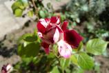 IMG_20180505_164133.jpg