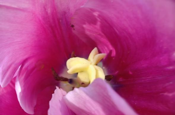 Huawei Mate X3 - Mostre foto (macro): IMG_20230506_094245.jpg