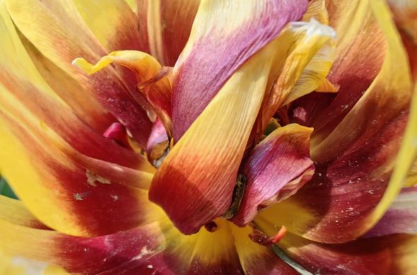 Huawei Mate X3 - Mostre foto (macro): IMG_20230506_094237.jpg