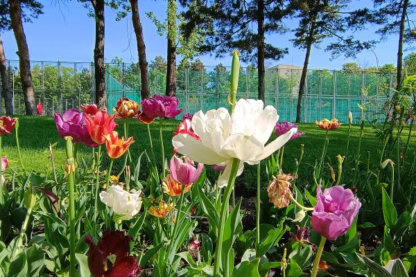 Motorola Edge 40 - Fotografii culori