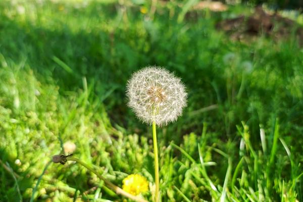 Motorola Edge 40 - Fotografii macro/closeup