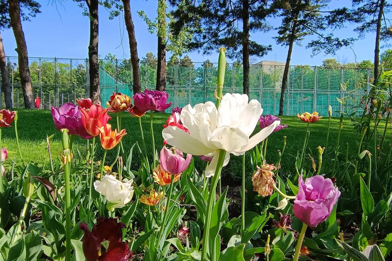 Motorola Edge 40 - Fotografii culori: Motorola-Edge-40-Culori_010.jpg