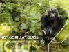 Samsung Galaxy S23 va fi primul telefon de pe piață ce folosește protecția Gorilla Glass Victus 2