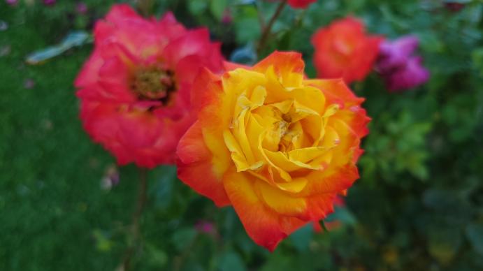 Sony Xperia 5 IV - Mostre Foto (ziua): 20221002_102942.jpg
