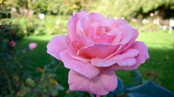 Sony Xperia 5 IV - Mostre Foto (ziua): 20221002_103239.jpg